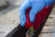 Ensartando pimientos