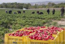 Recogiendo pimientos de piquillo de Lodosa