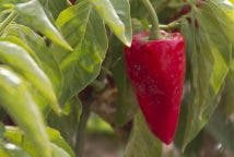 Un pimiento de piquillo de Lodosa